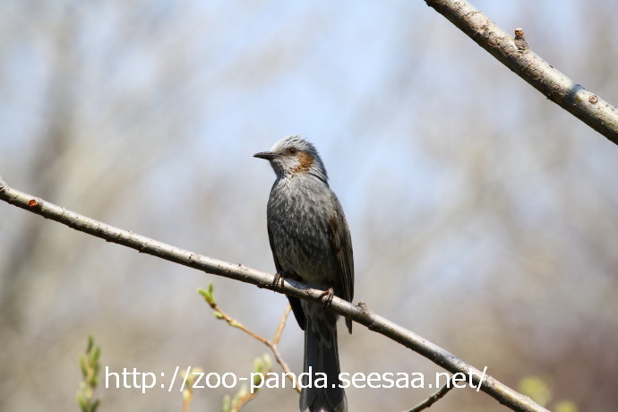 野鳥観察お気軽バードウォッチング ヒヨドリ